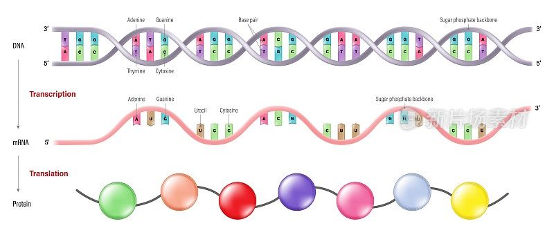 转录和翻译。将一段DNA复制到RNA中的过程。在蛋白质合成过程中将信使RNA (mRNA)分子序列翻译成氨基酸序列的过程。